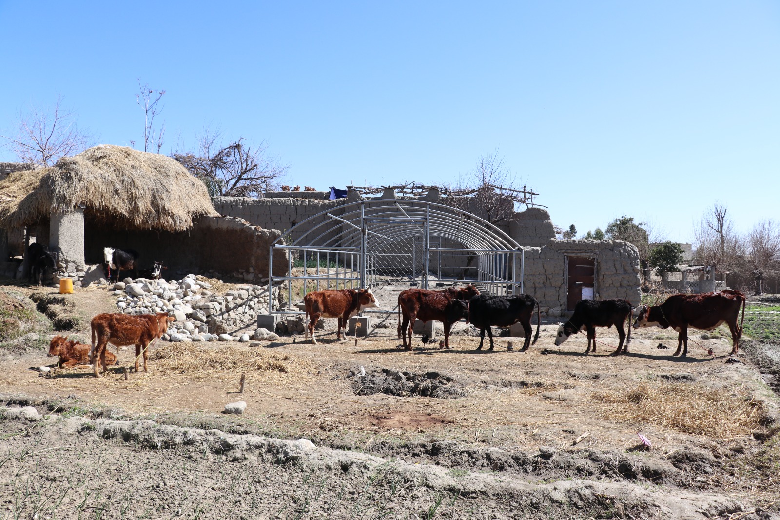 Humanitarian Urgent Mission For Afghanistan's Needs